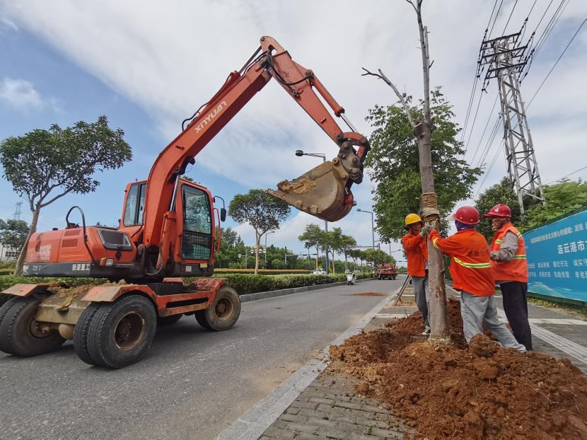 1722417955142 移植補植(05